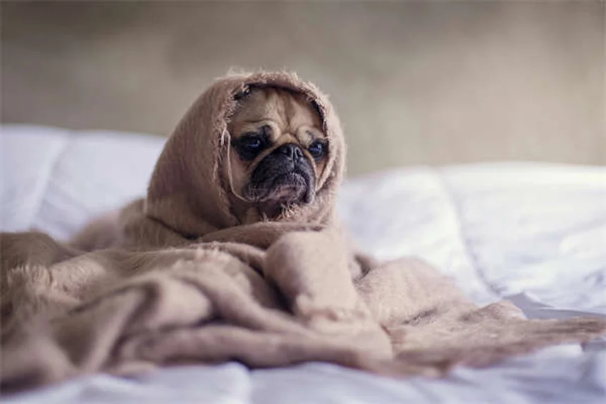 Clavamox®（クラバモックス）とは？犬猫の抗生物質の効果・副作用・使い方を獣医師が解説