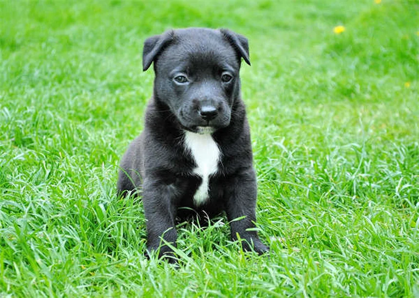 Clavamox®（クラバモックス）とは？犬猫の抗生物質の効果・副作用・使い方を獣医師が解説