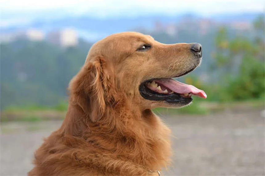 犬が家族の一員かどうか見分ける10のサイン