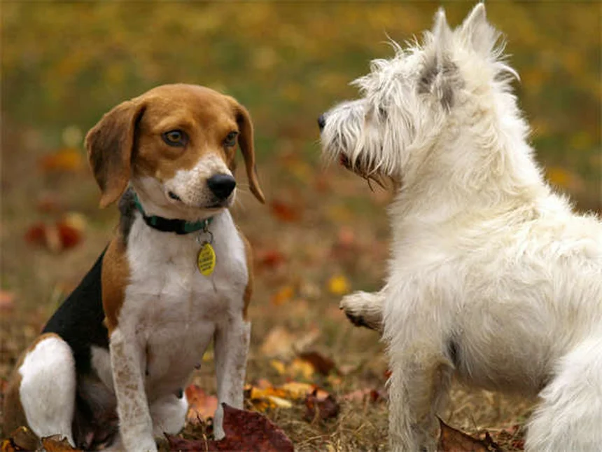 犬猫のダイエット成功法：獣医師が教える7つの優しい減量ステップ