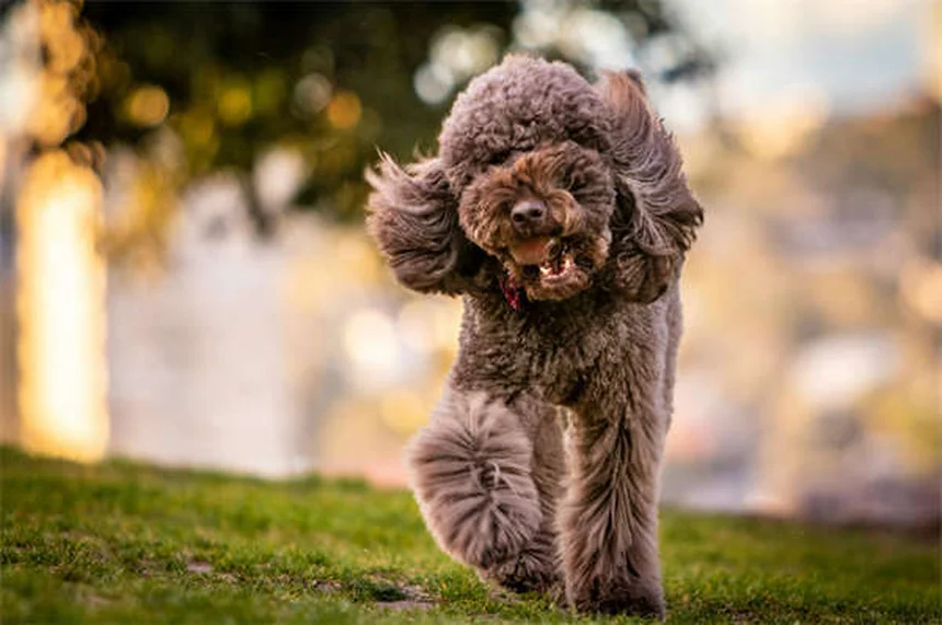 Tresaderm®とは？犬猫の耳・皮膚感染症に効く処方薬の効果と正しい使い方