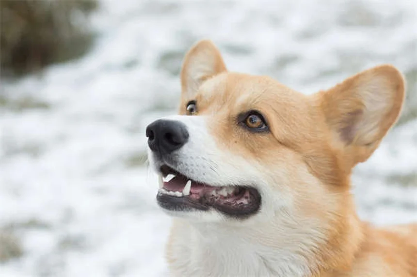 高エネルギー犬の落ち着かせ方：5つの実践ステップで愛犬が変わる