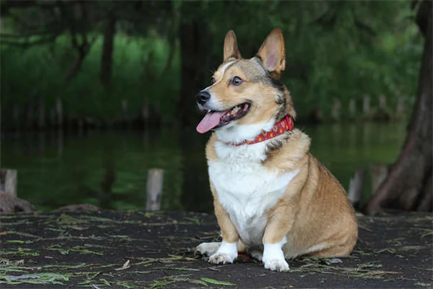 犬のてんかんとは？症状・原因・治療法を獣医師が解説