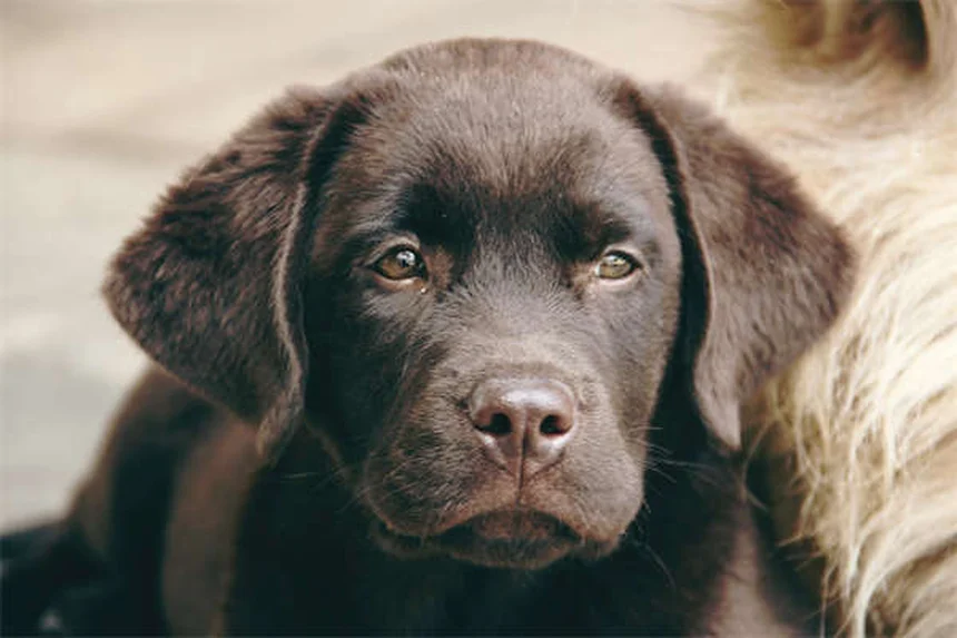 猫のマダニ予防薬は犬用と違う？選び方と絶対NGを徹底解説