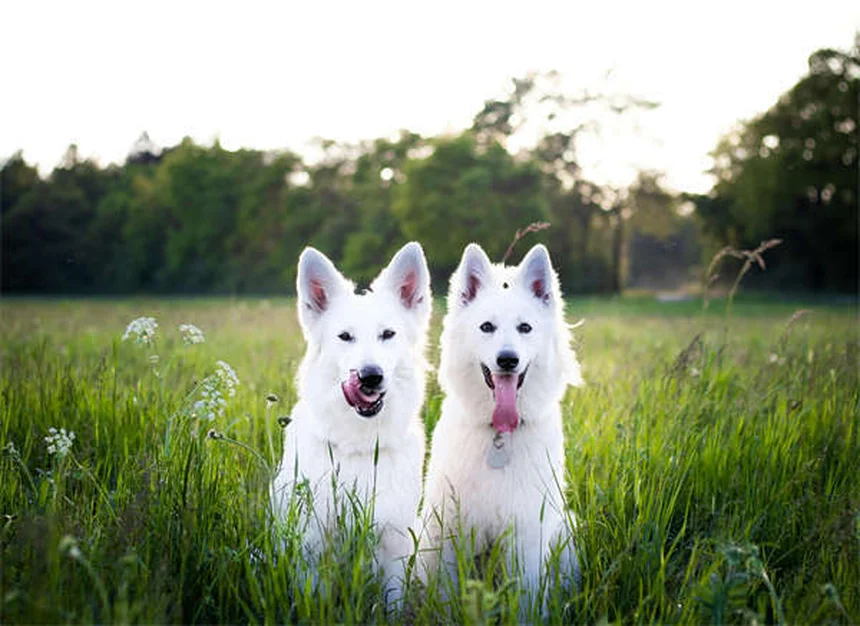 ラクツロースとは？犬猫の便秘・肝性脳症に効果的な薬のすべて