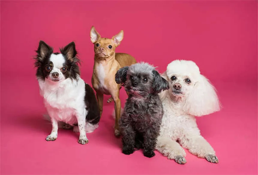 レボリューションの効果と使い方｜猫・犬のノミ・マダニ・フィラリア予防薬