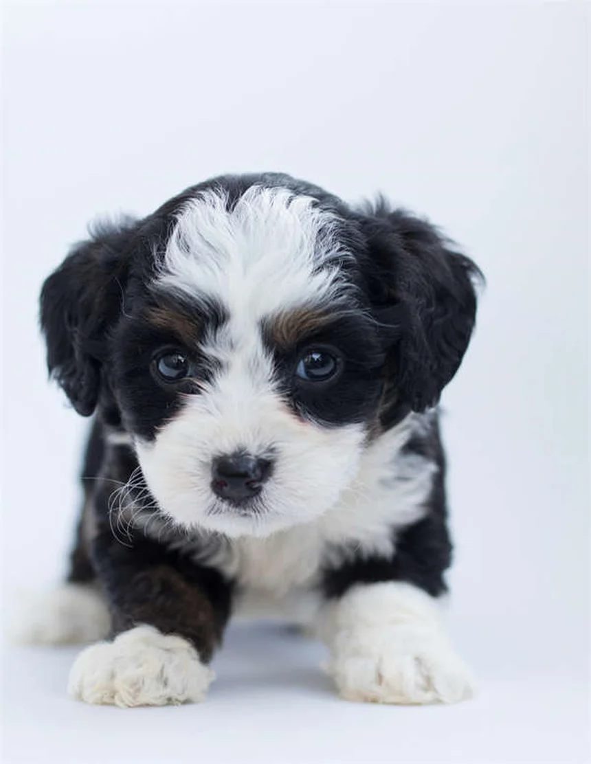 子犬がうんちを食べる7つの理由と今日からできる対策法