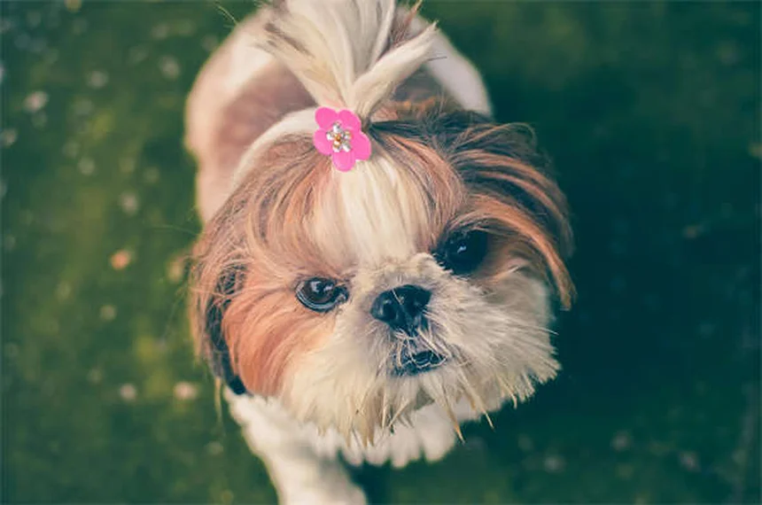 犬のフロセミド：副作用から正しい与え方まで獣医師が解説