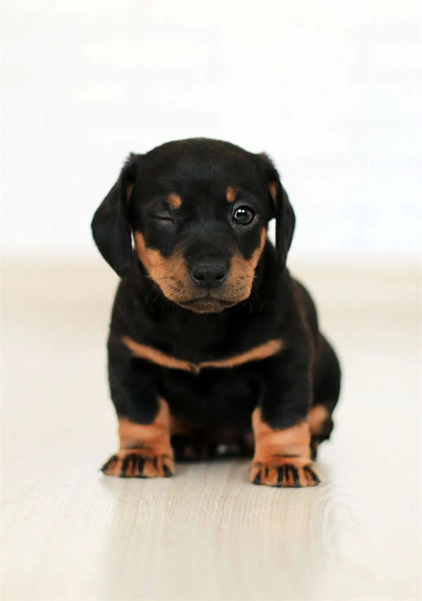 犬の散歩でやってはいけないNG行為と正しい方法6選