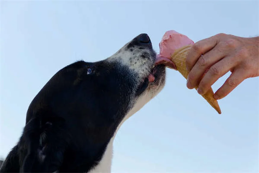 犬の散歩でやってはいけないNG行為と正しい方法6選