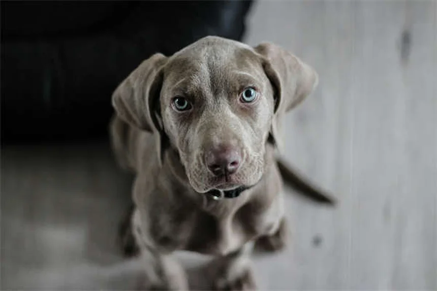 メルファランって安全？犬猫の抗がん剤、副作用と対処法を解説