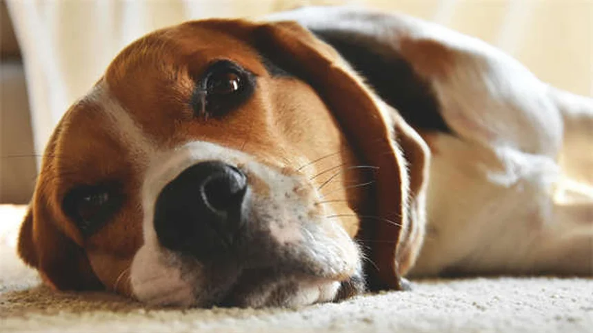 メルファランって安全？犬猫の抗がん剤、副作用と対処法を解説