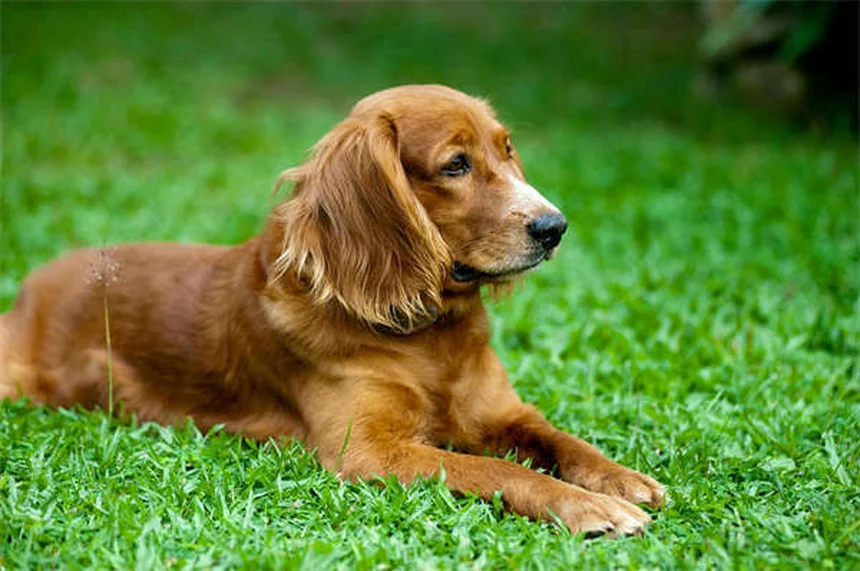 メルファランって安全？犬猫の抗がん剤、副作用と対処法を解説