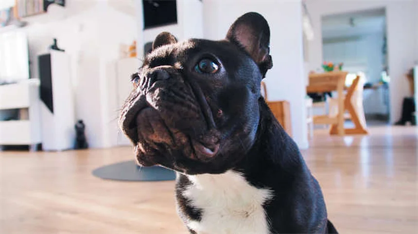 Proin®で犬の尿失禁を治療する前に知っておきたい副作用と注意点