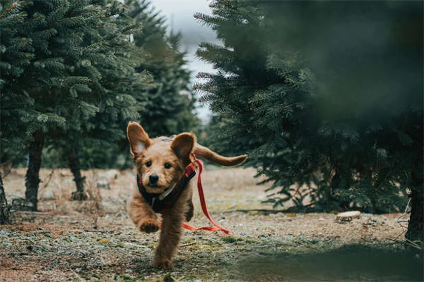 Proin®で犬の尿失禁を治療する前に知っておきたい副作用と注意点