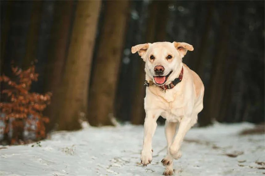 愛犬が「怒ってる」は誤解？犬の本当の感情と正しい見分け方