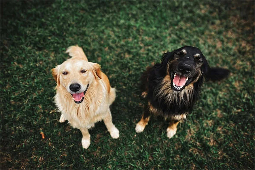 愛犬が「怒ってる」は誤解？犬の本当の感情と正しい見分け方