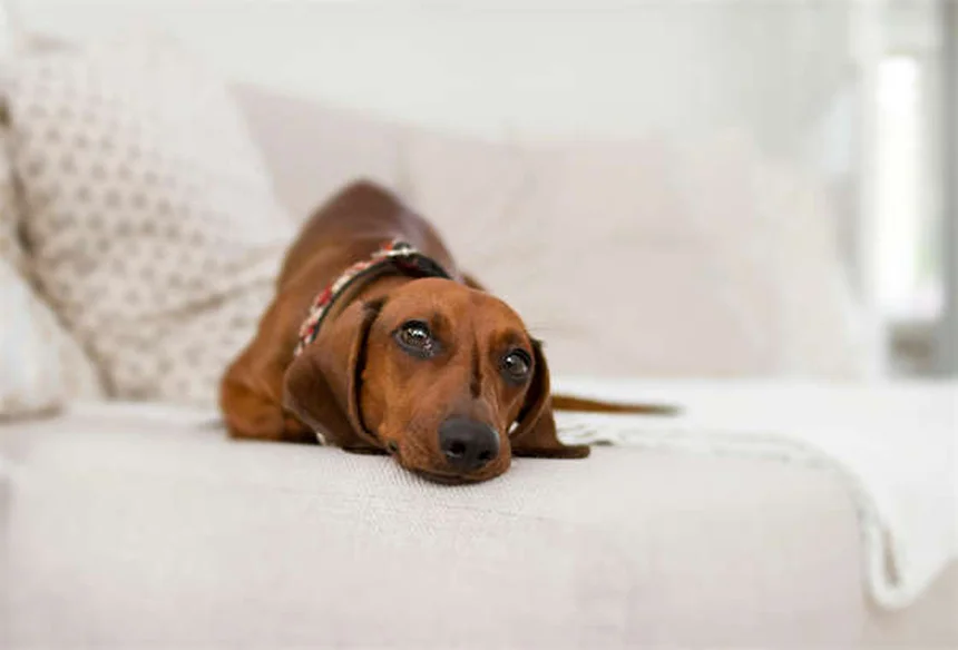子犬のうんちの頻度5〜6回は普通？実体験で解説するトイレトレーニングのコツ