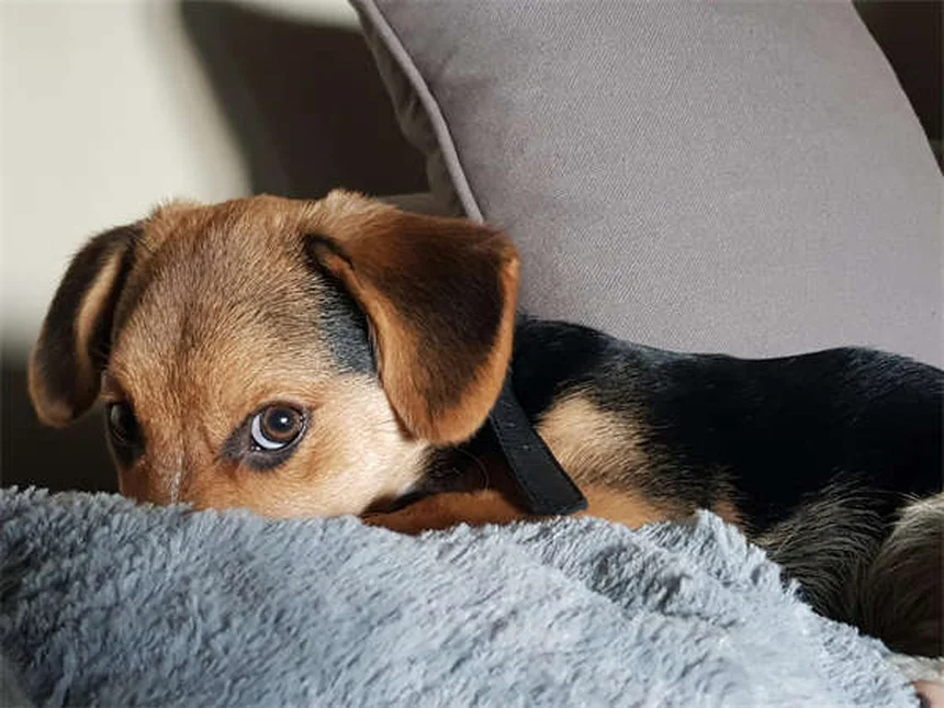 犬のステロイド7種類と副作用 知っておきたい正しい知識と管理法