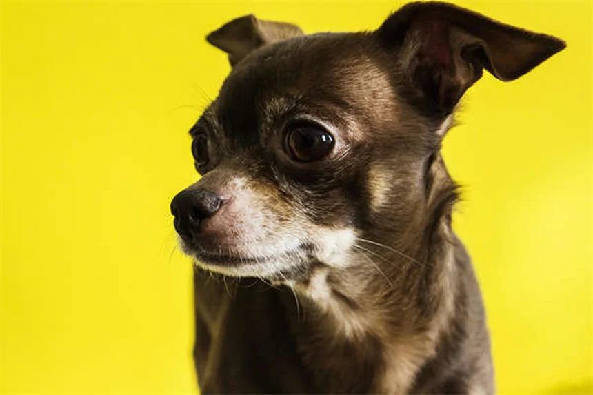 犬のステロイド7種類と副作用 知っておきたい正しい知識と管理法