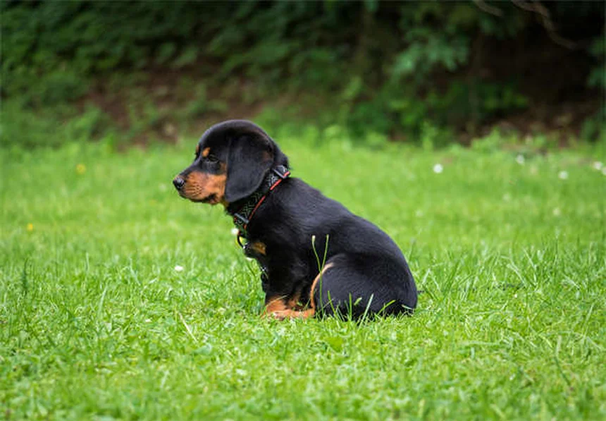 犬の黄色い嘔吐、原因は？正しい対処法と病院に行くタイミング