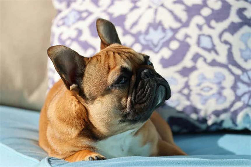 犬の黄色い嘔吐、原因は？正しい対処法と病院に行くタイミング