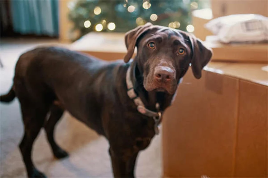 実体験から学ぶ！特殊なニーズの犬や猫を迎える前に知っておくべき5つのポイント