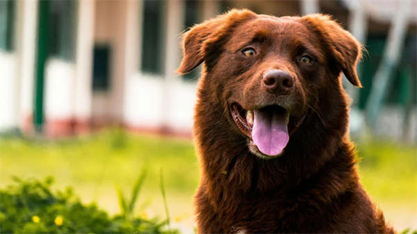 実体験から学ぶ！特殊なニーズの犬や猫を迎える前に知っておくべき5つのポイント
