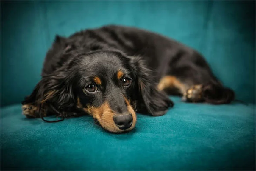 ハムスターのアミロイドーシス、治らないって本当？飼い主が語る症状と緩和ケアのポイント