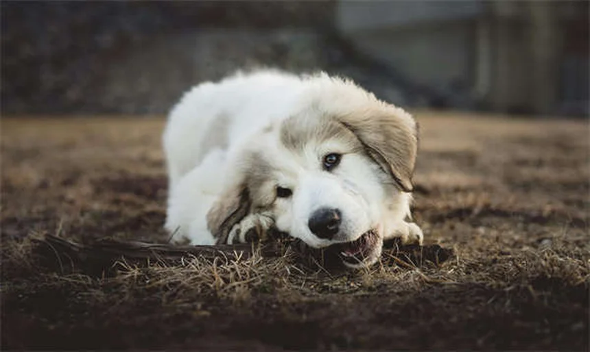 犬のフィラリアはうつる？誤解や予防法をわかりやすく解説