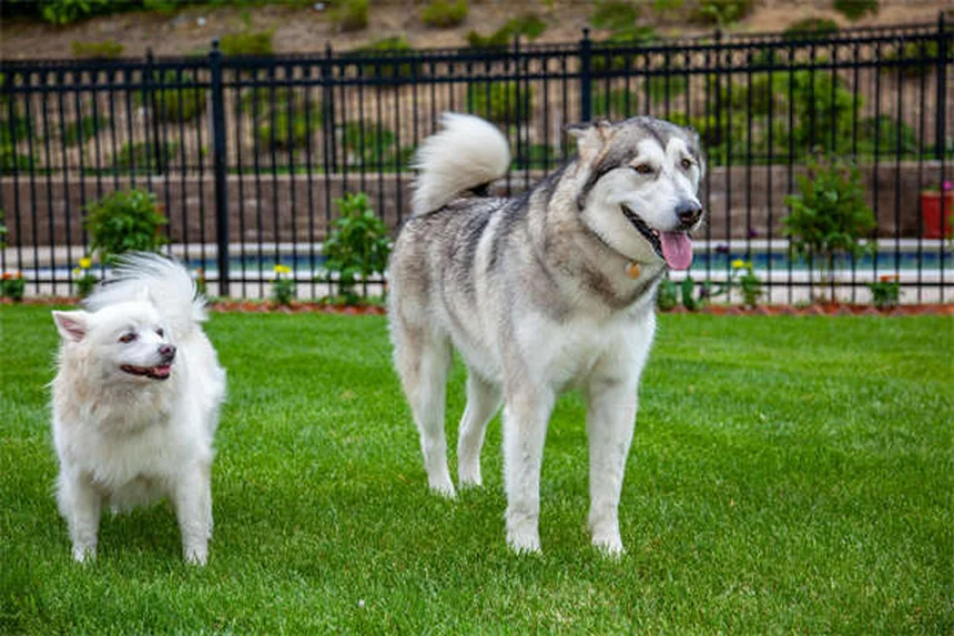 犬のフィラリアはうつる？誤解や予防法をわかりやすく解説