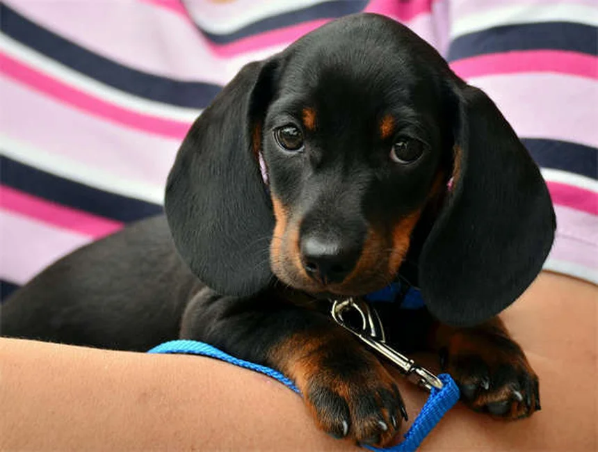 犬のフィラリアはうつる？誤解や予防法をわかりやすく解説
