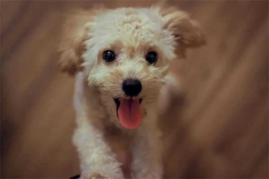 犬が水を飲んで病気になる？危険な7つの水と予防法を獣医師が解説