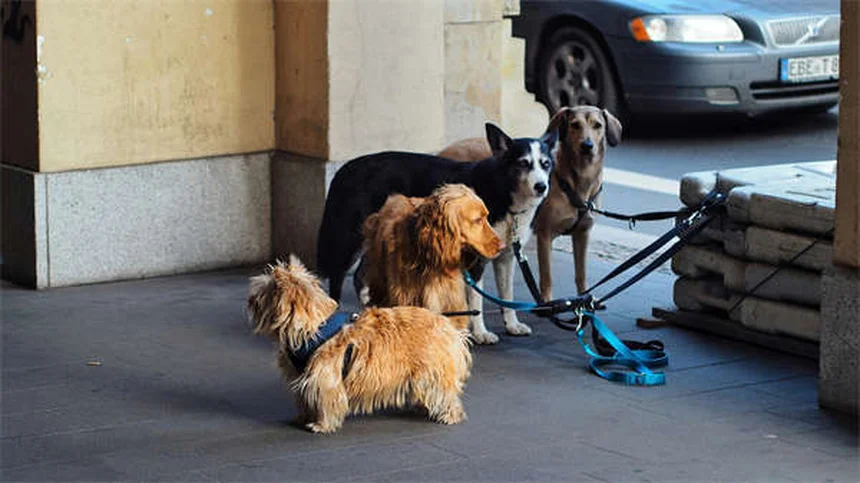 犬が水を飲んで病気になる？危険な7つの水と予防法を獣医師が解説