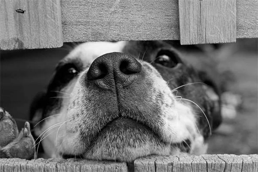 冬の愛犬を守る！ネズミ駆除剤（ラットポイズン）誤飲を防ぐ5つの鉄則