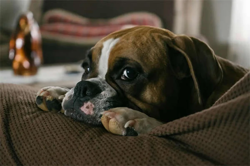 愛犬との車旅を成功させる5つのコツ：事前準備から緊急時対策まで