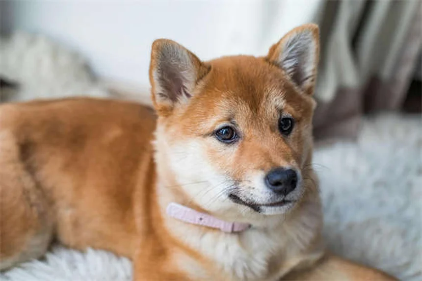 犬の凍傷とは？症状・応急処置・予防法を獣医が解説