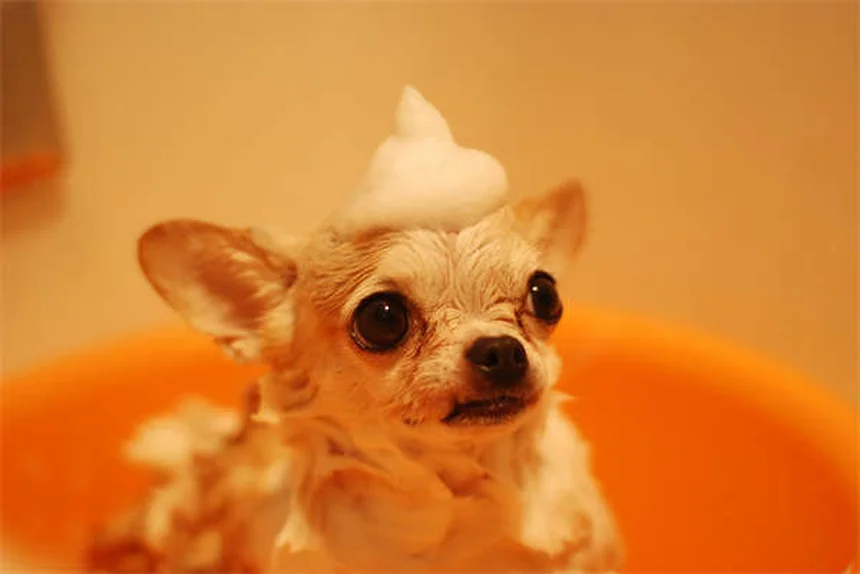 犬の尿失禁の原因と治療法｜愛犬が知らないうちにお漏らしする本当の理由