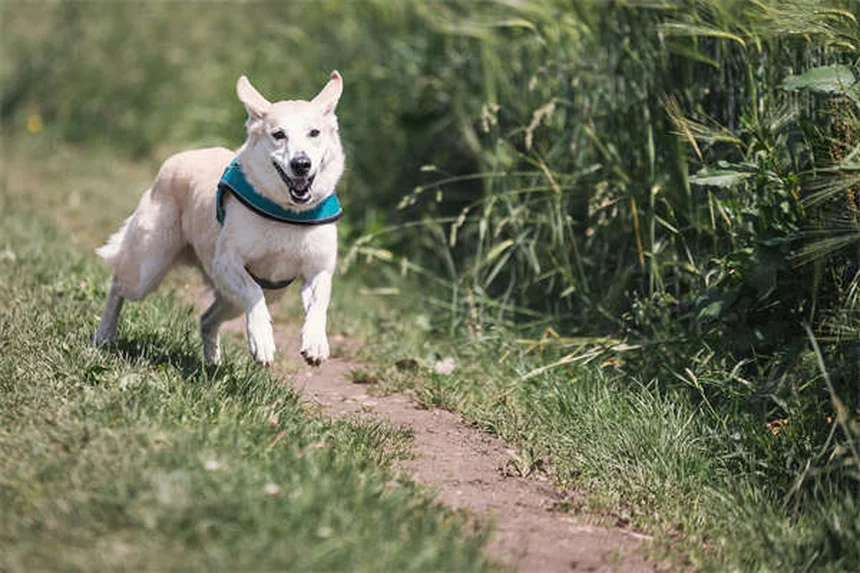 犬の車内安全対策は何がベスト？獣医師が教える選び方と必須グッズ5選