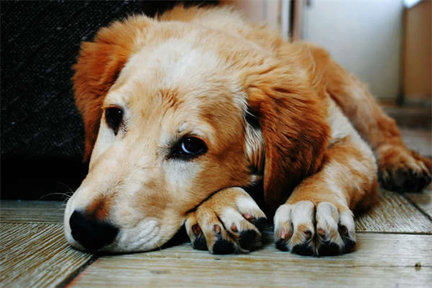 犬のドキシサイクリン 副作用と正しい飲ませ方を解説