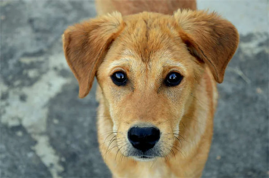 犬の分離不安を助ける4つの具体的な方法と時間がかかる理由