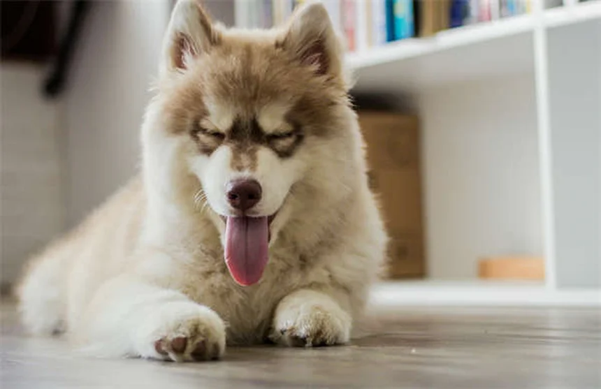 犬猫の心臓病治療薬スピロノラクトン：効果・副作用・飼い主が知るべき全知識