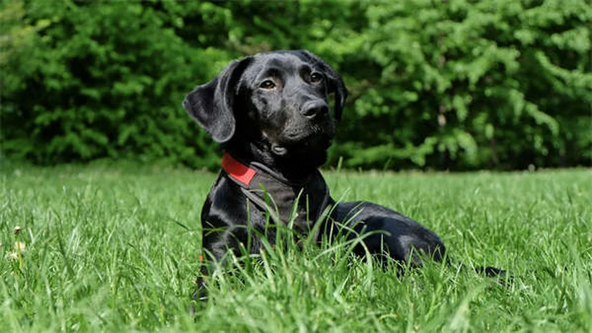 犬猫の心臓病治療薬スピロノラクトン：効果・副作用・飼い主が知るべき全知識