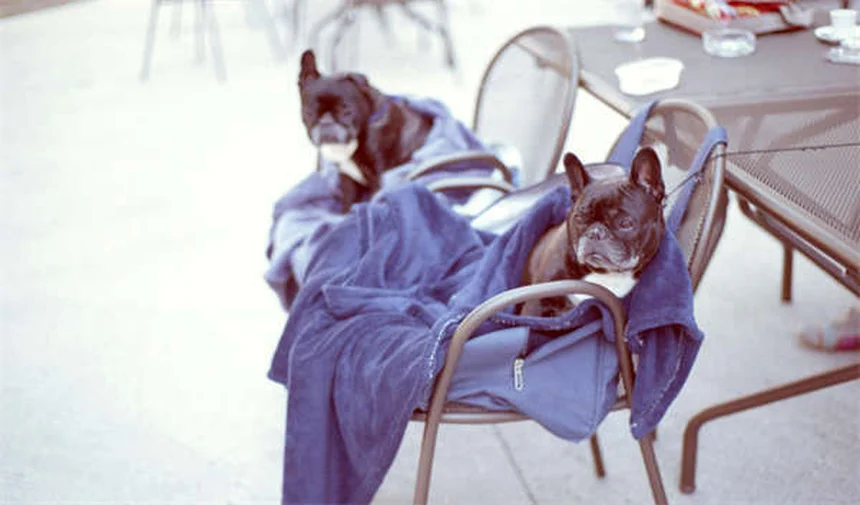 犬が雨や雪の日にトイレを我慢する理由と解決策5選