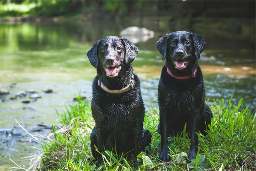 犬が人の股間を嗅ぐ理由とは？やめさせる簡単トレーニング法も解説